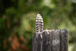 lightness, in wood