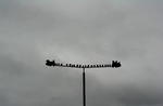 birds, on a stick