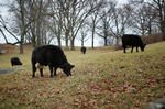 cows, grazing